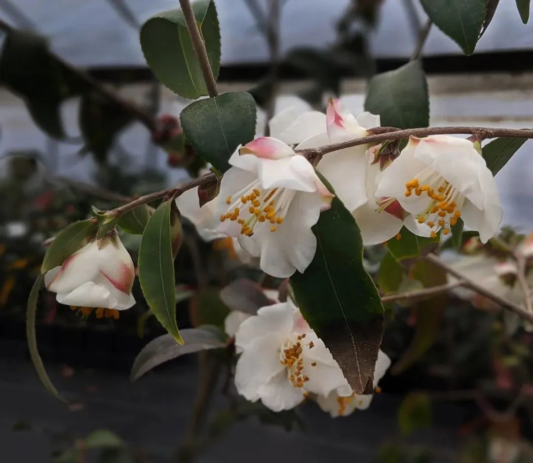 来公园穿梭“花迷宫”,认识束花茶花