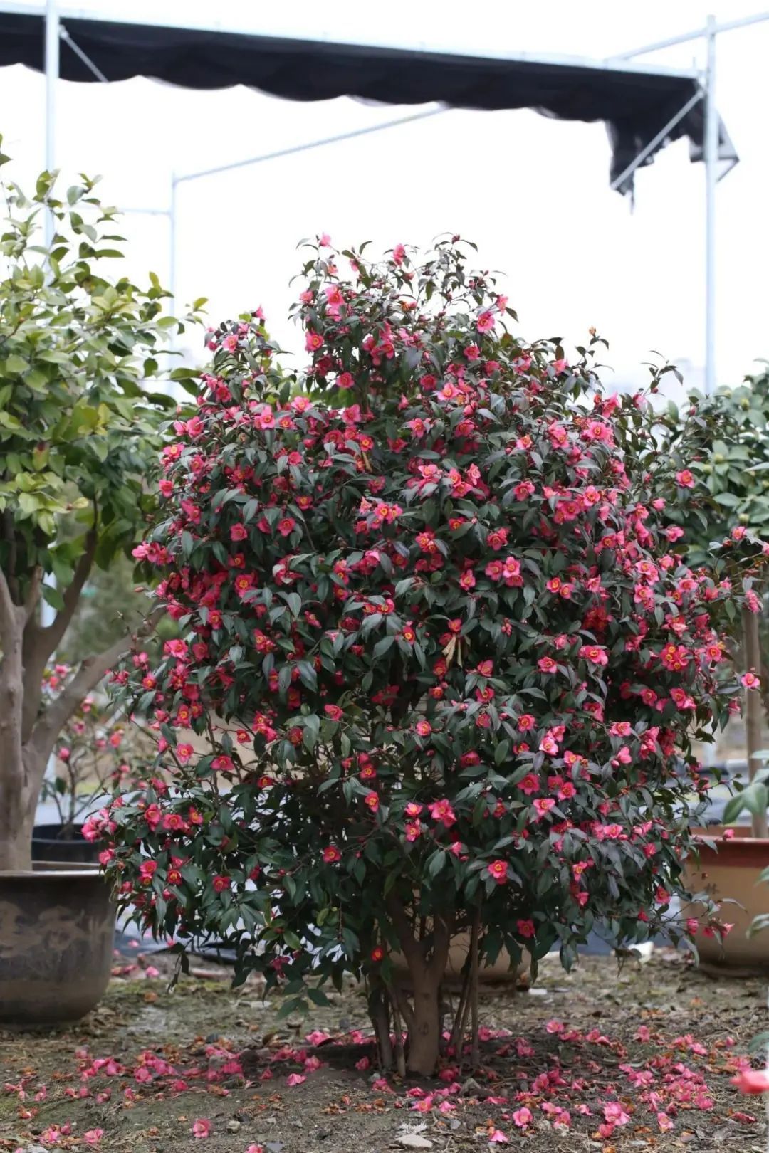 来公园穿梭“花迷宫”,认识束花茶花