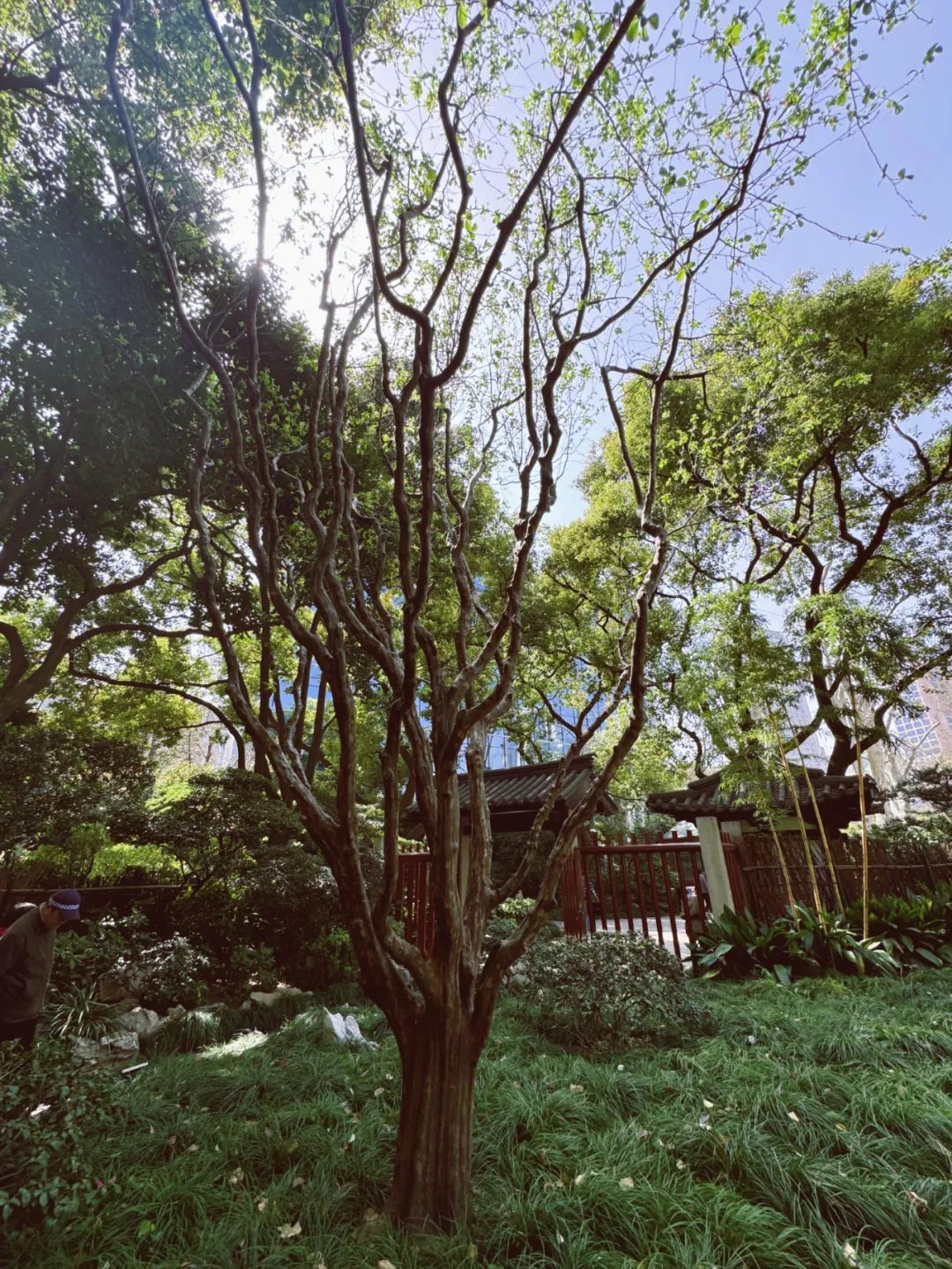 运用了参差自然,曲径通幽,藏漏互补,遮隔景深的中国传统造园艺术手法