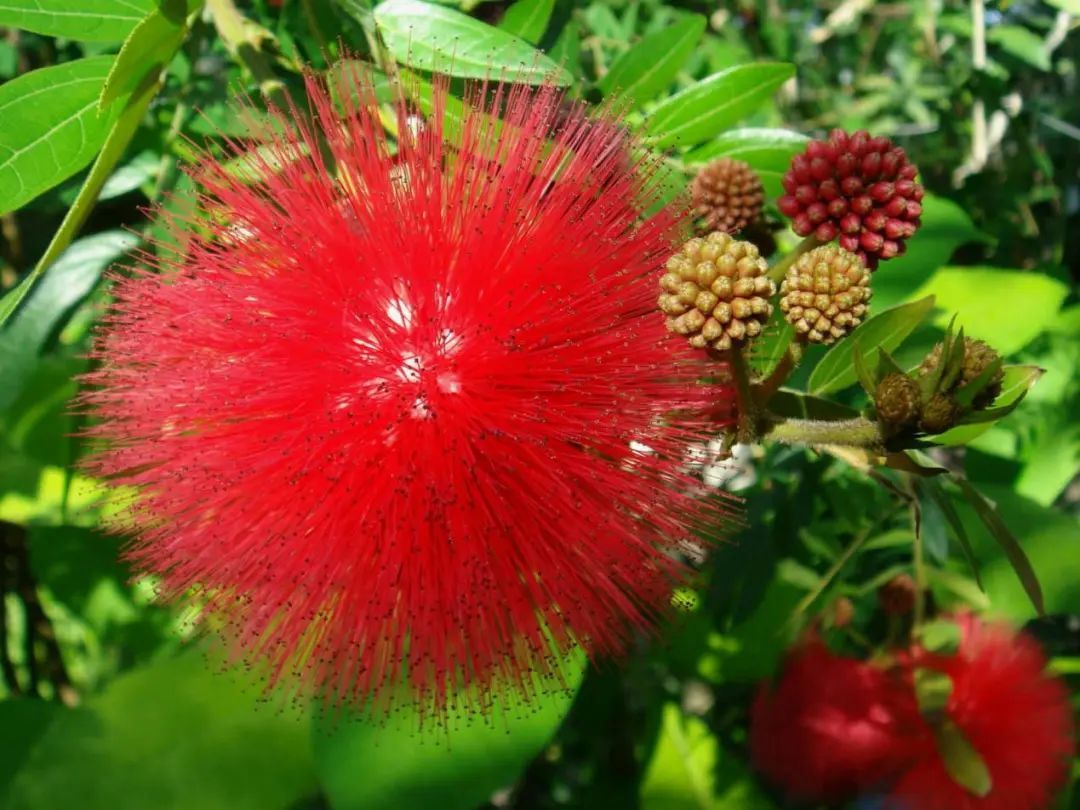 形似合欢,认识一下朱缨花 | 小叶子游园记