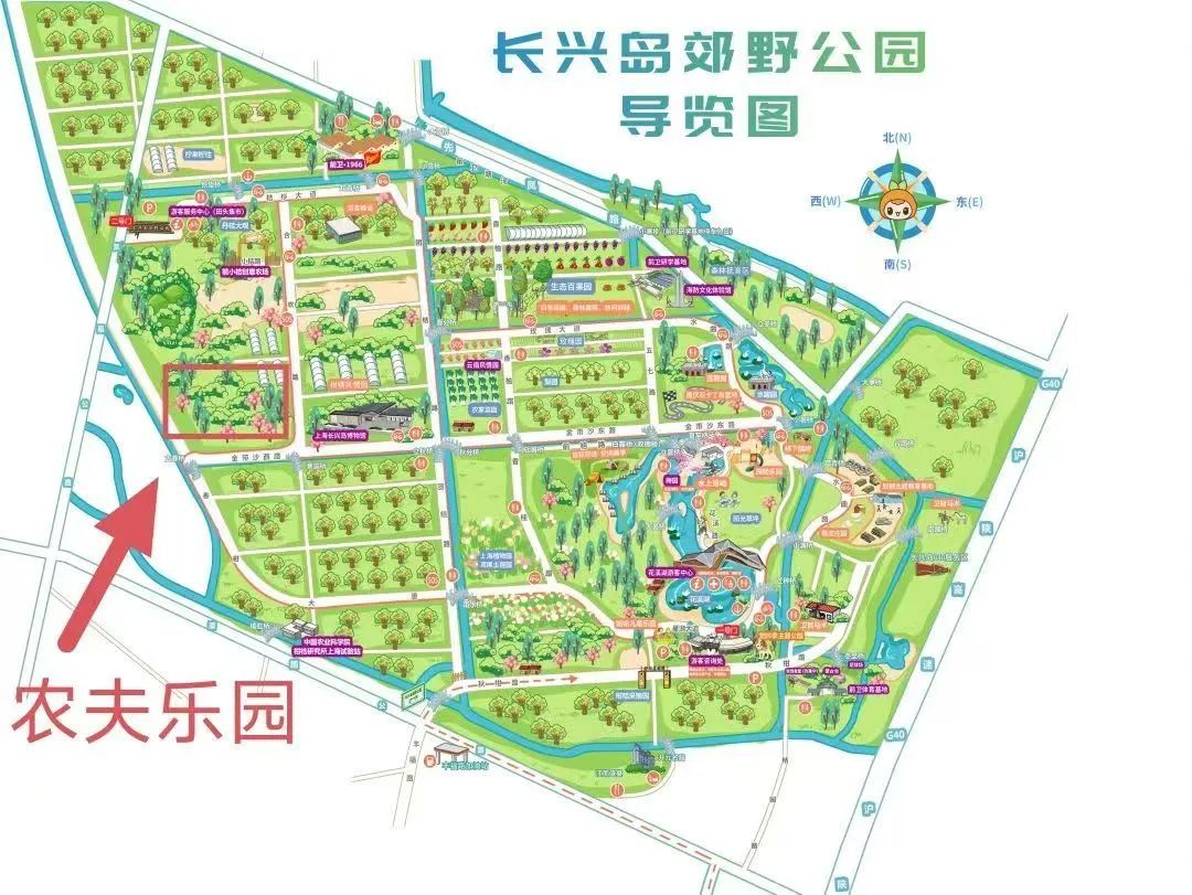 春日限定!长兴岛这片百亩"金色花海"已就位