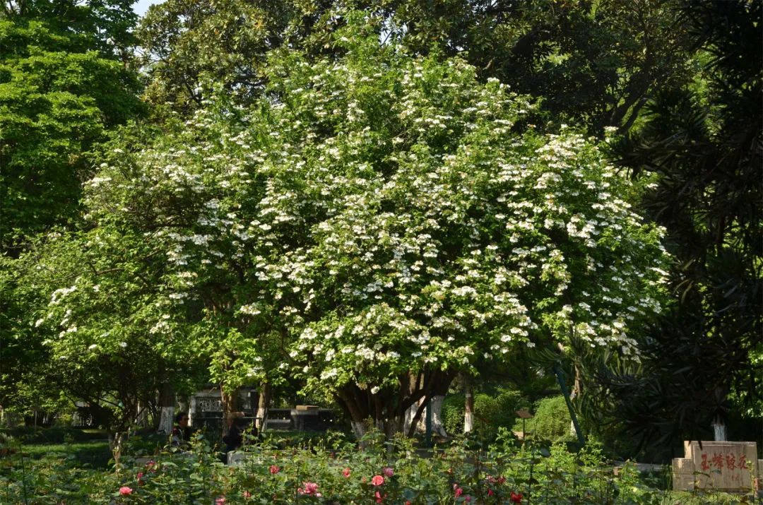 大輪石楠花 シャクナゲ（石楠花）【かぎけんWEB】