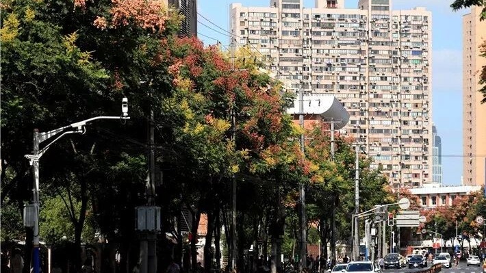 栾树 黄山栾树