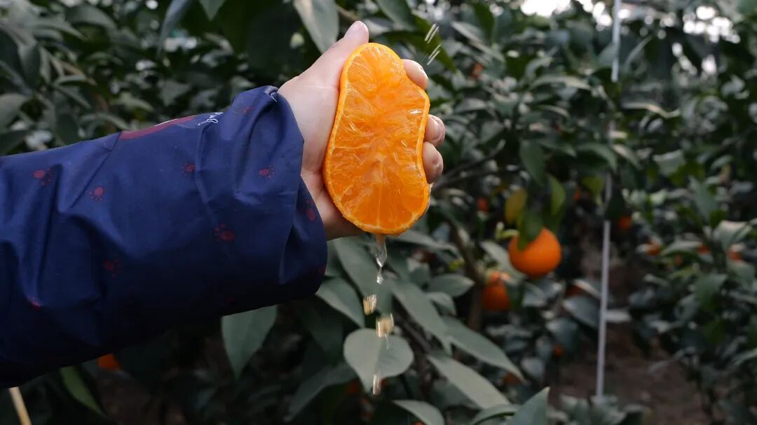 红美人柑橘一棵产量多少斤