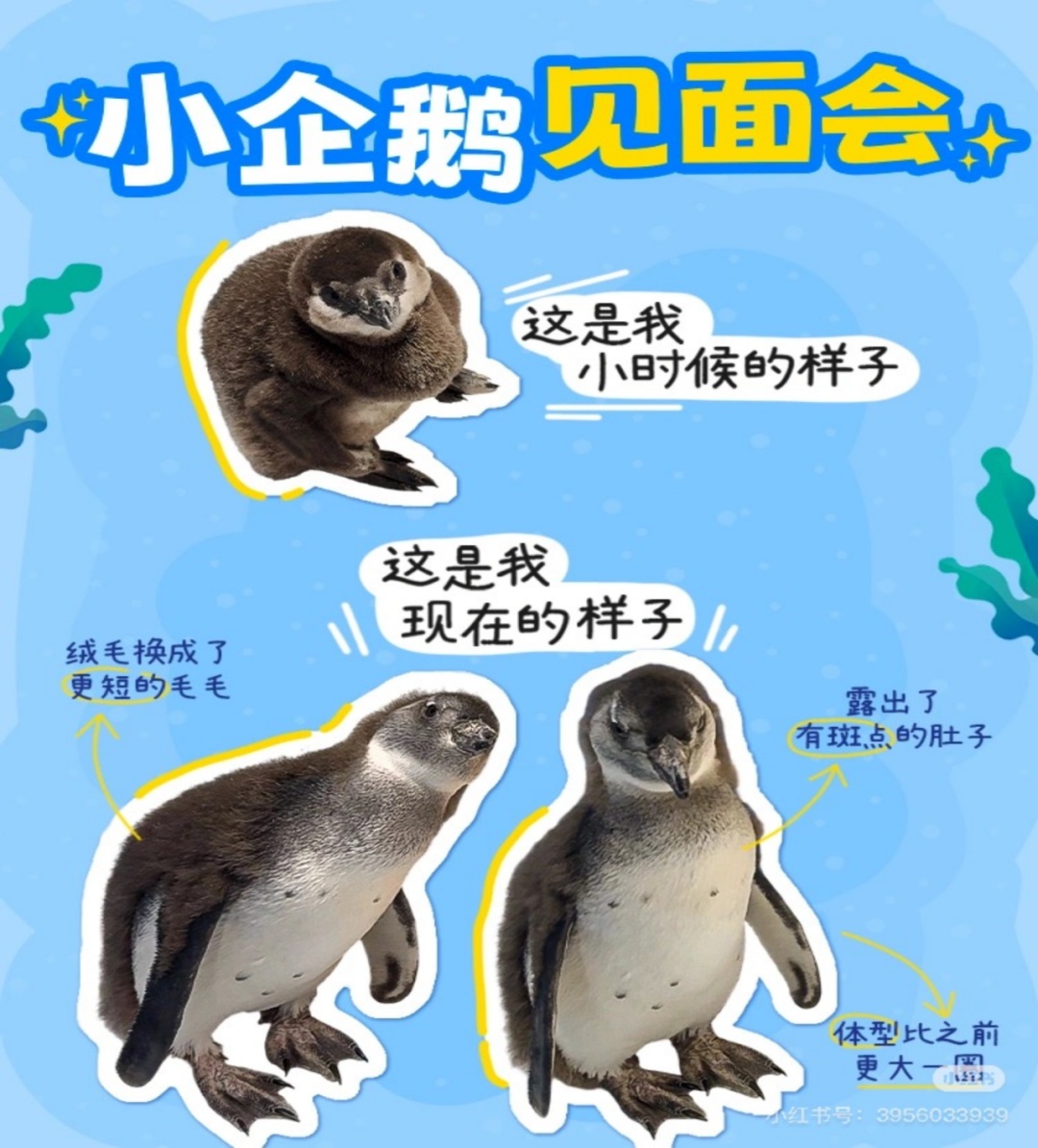 长风海洋世界企鹅宝宝名字定了！元旦揭晓_上观新闻