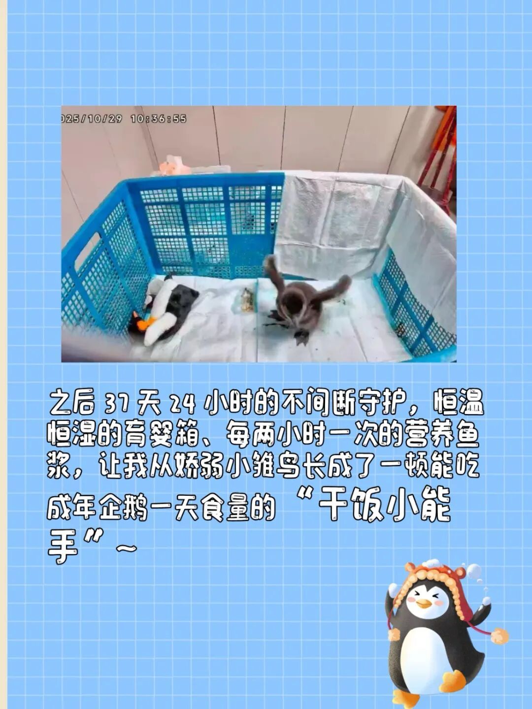 长风海洋世界企鹅宝宝名字定了！元旦揭晓_上观新闻