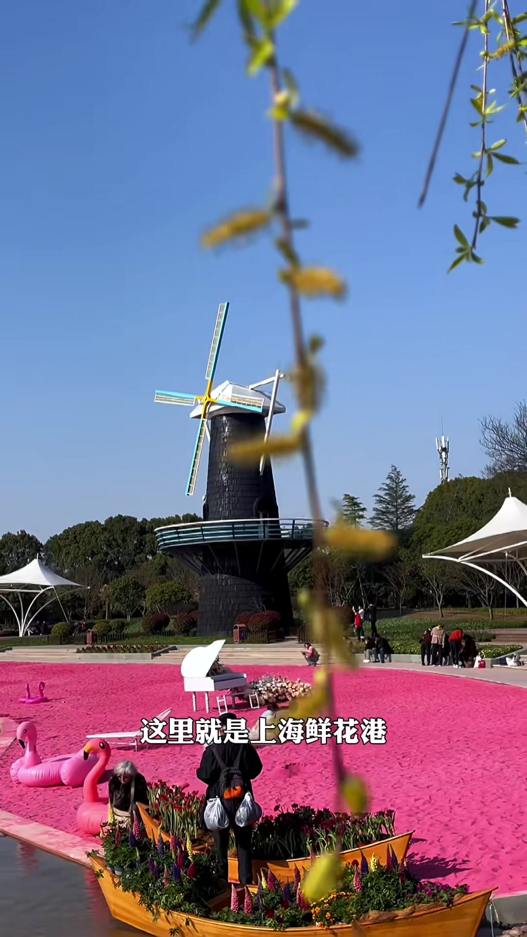 鲜花港今日正式开园为游客带来视觉盛宴